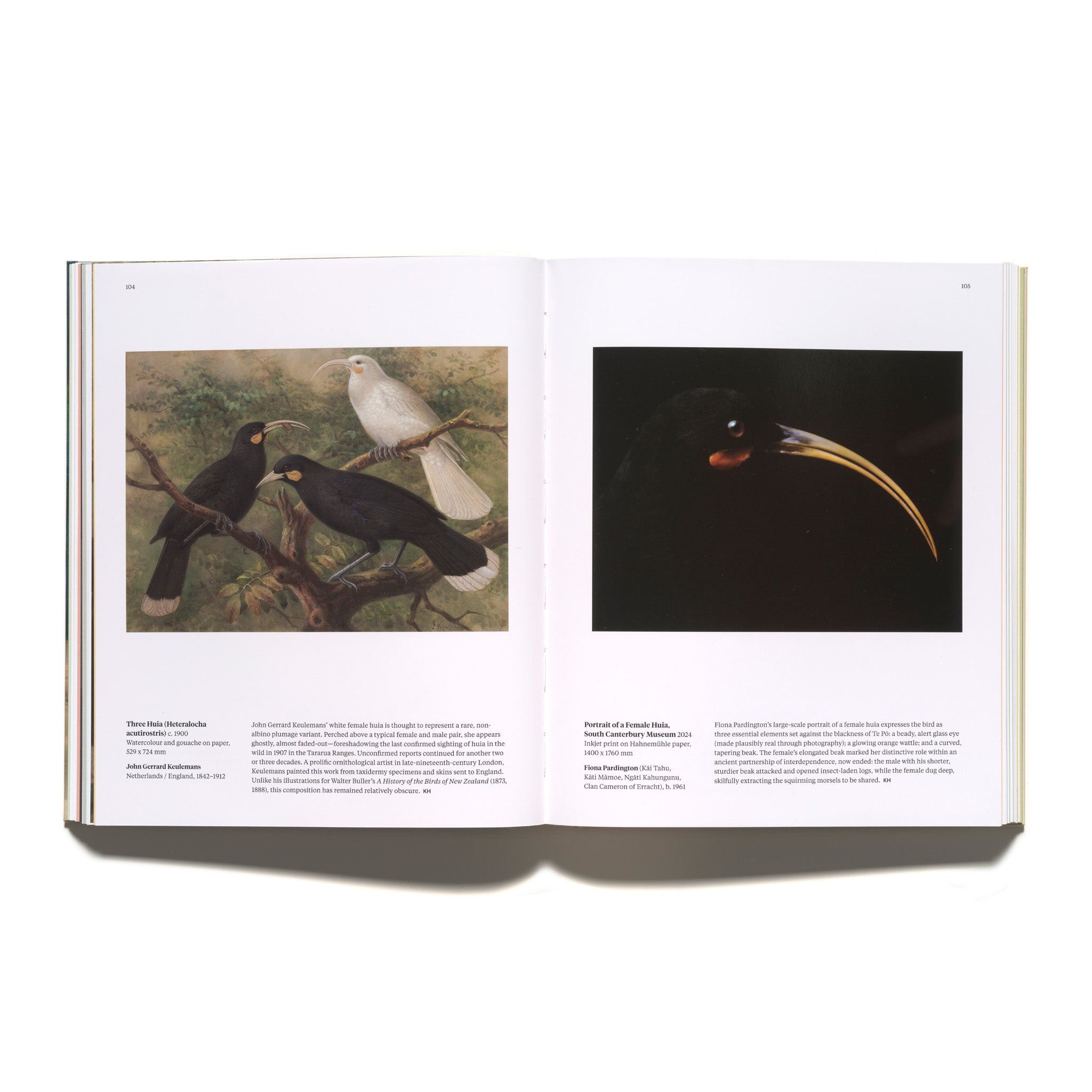 Bird Land: Te Kāhui Manu