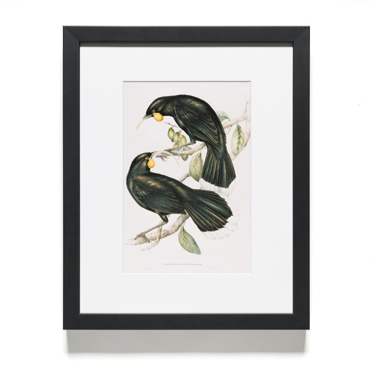 John Gould, Henry Richter, Elizabeth Gould and Charles Hullmandel "Neomorpha Gouldii (The Huia)" Reproduction Print