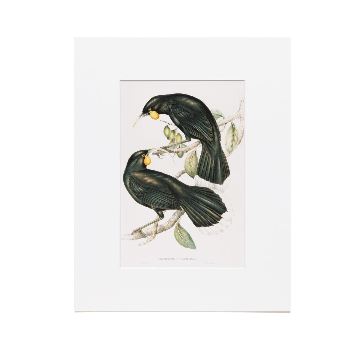 John Gould, Henry Richter, Elizabeth Gould and Charles Hullmandel "Neomorpha Gouldii (The Huia)" Reproduction Print