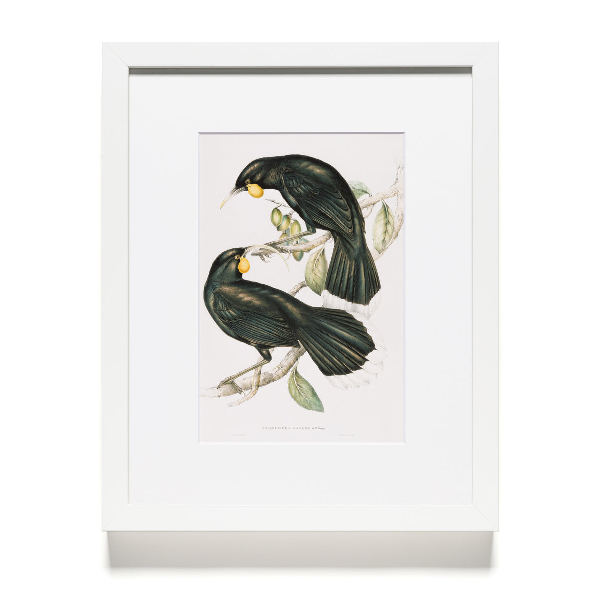 John Gould, Henry Richter, Elizabeth Gould and Charles Hullmandel "Neomorpha Gouldii (The Huia)" Reproduction Print