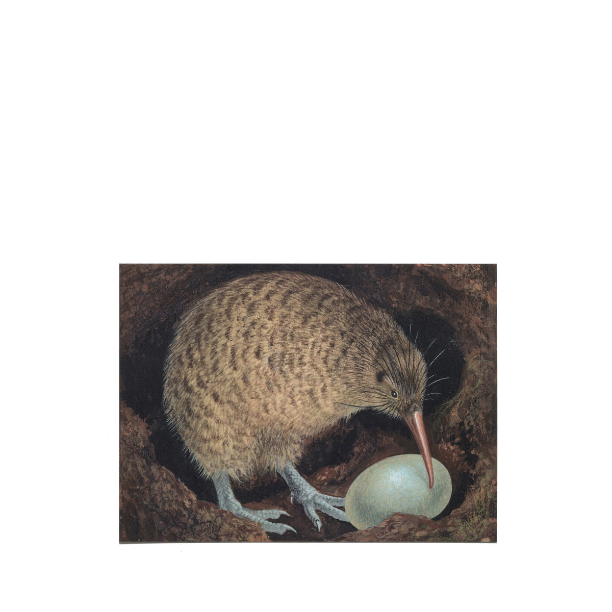 Eileen Mayo "Kiwi Pukupuku" Postcard