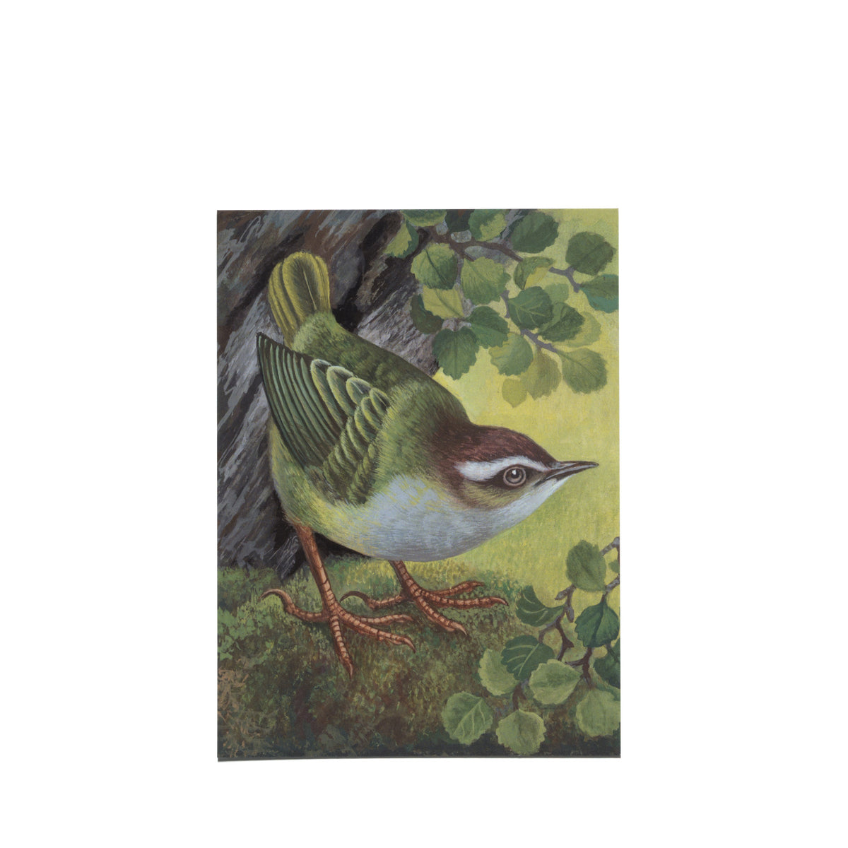 Eileen Mayo "Mātuhituhi / Bush Wren" Postcard