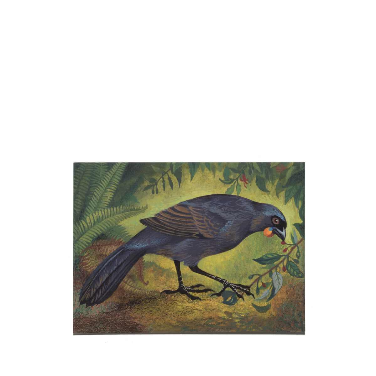 Eileen Mayo "South Island Kōkako" Postcard