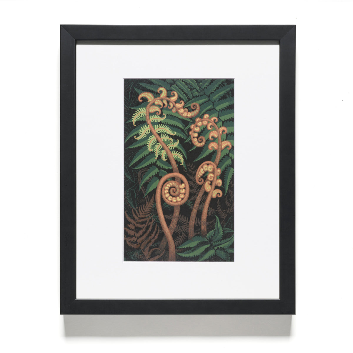 Eileen Mayo "Springing Fern" Reproduction Print