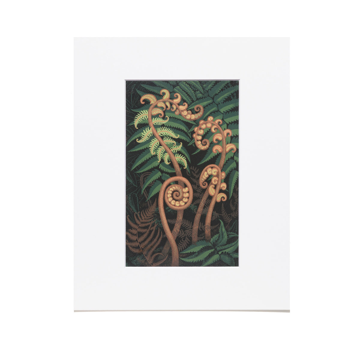 Eileen Mayo "Springing Fern" Reproduction Print