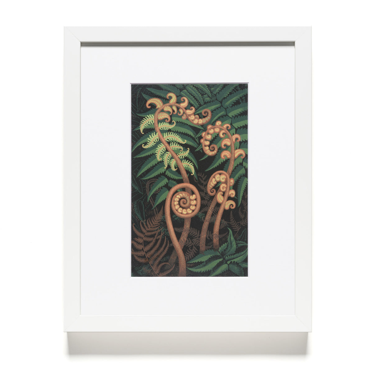 Eileen Mayo "Springing Fern" Reproduction Print