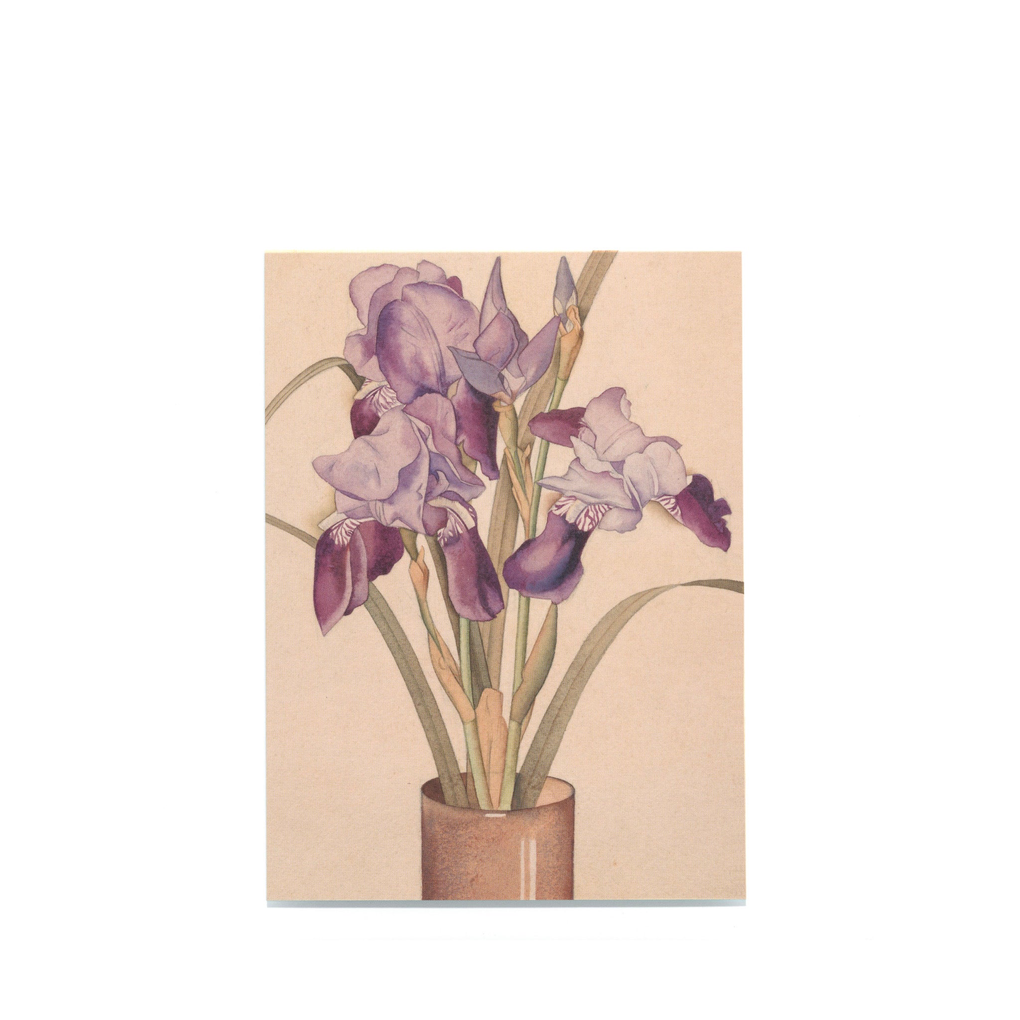 Rita Angus "Irises" Postcard