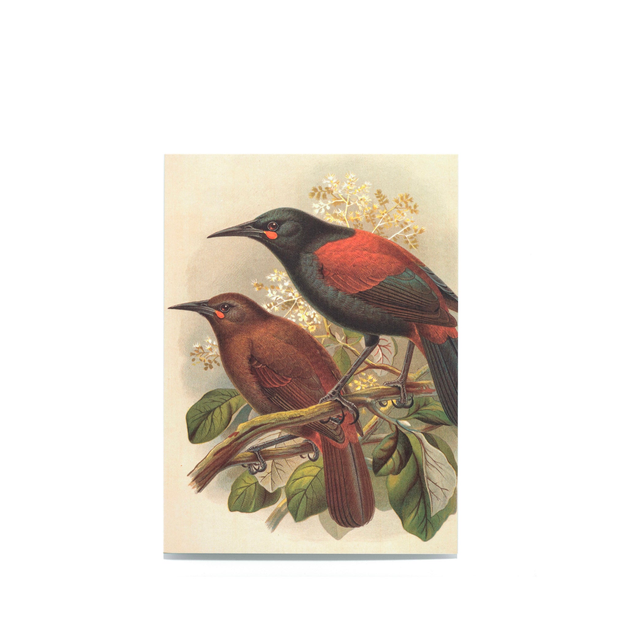 Johannes Gerardus Keulemans "Jack-bird. Creadion cinereus." Postcard
