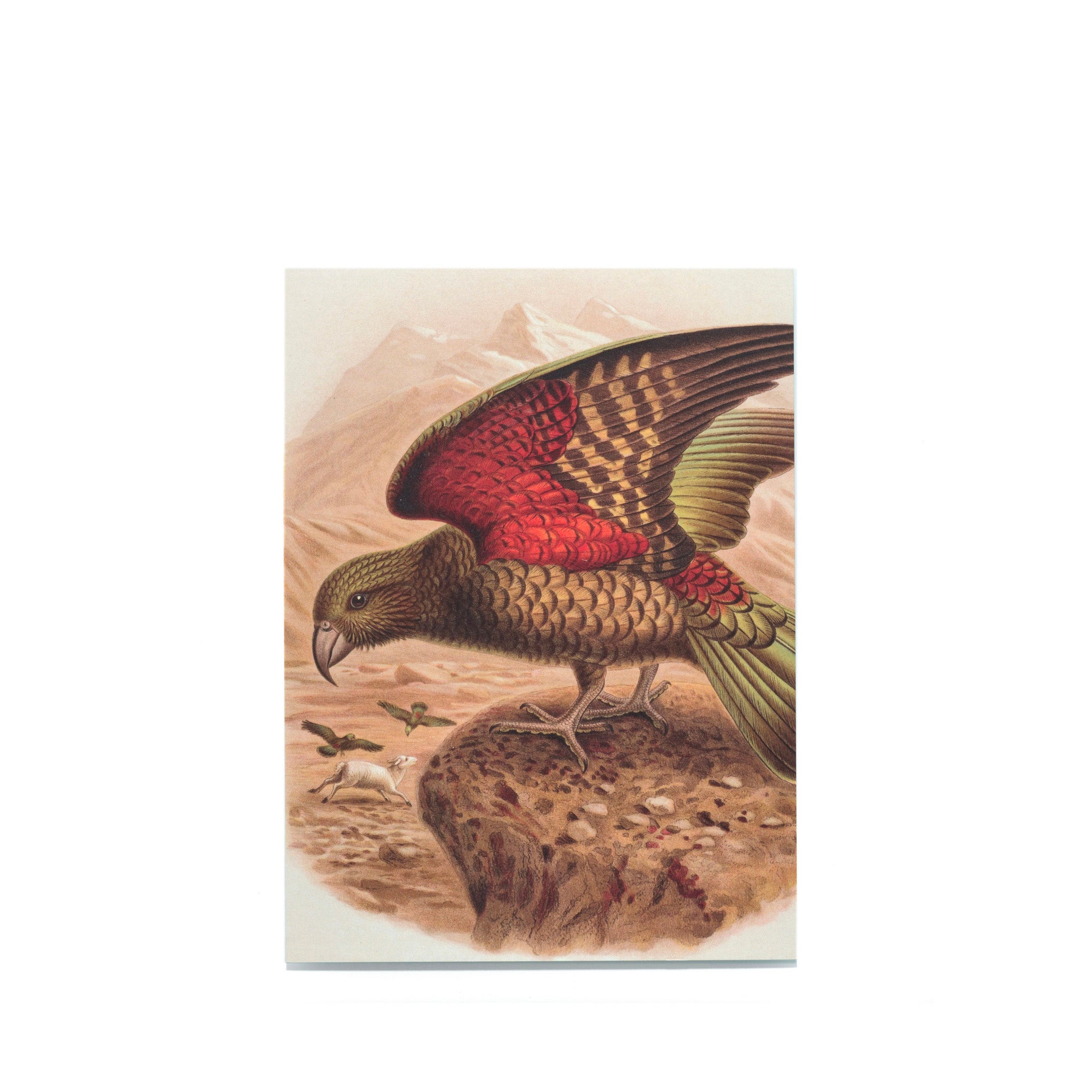 Johannes Gerardus Keulemans "Kea parrot..." Postcard