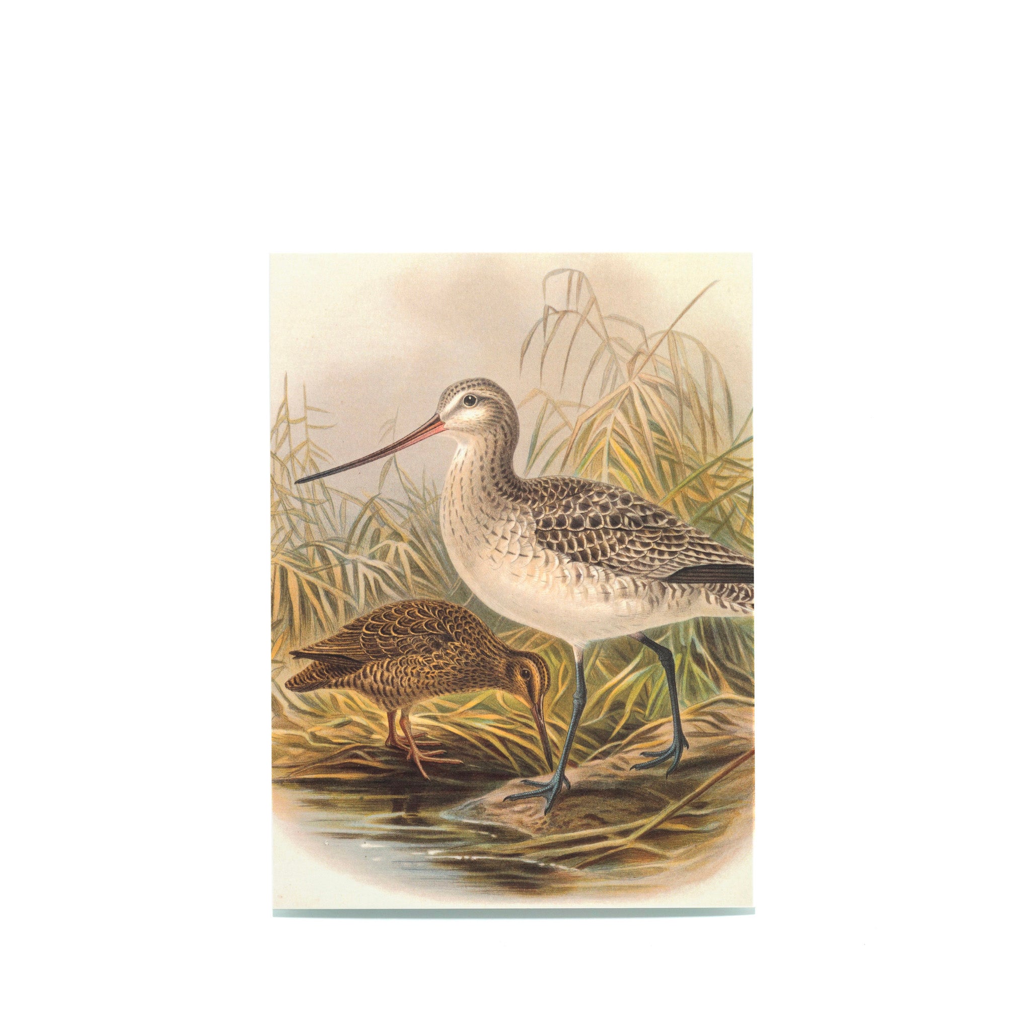 Johannes Gerardus Keulemans "The Island Snipe..." Postcard