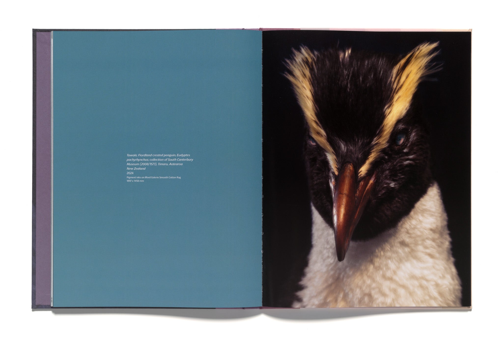 Fiona Pardington: Taharaki Skyside