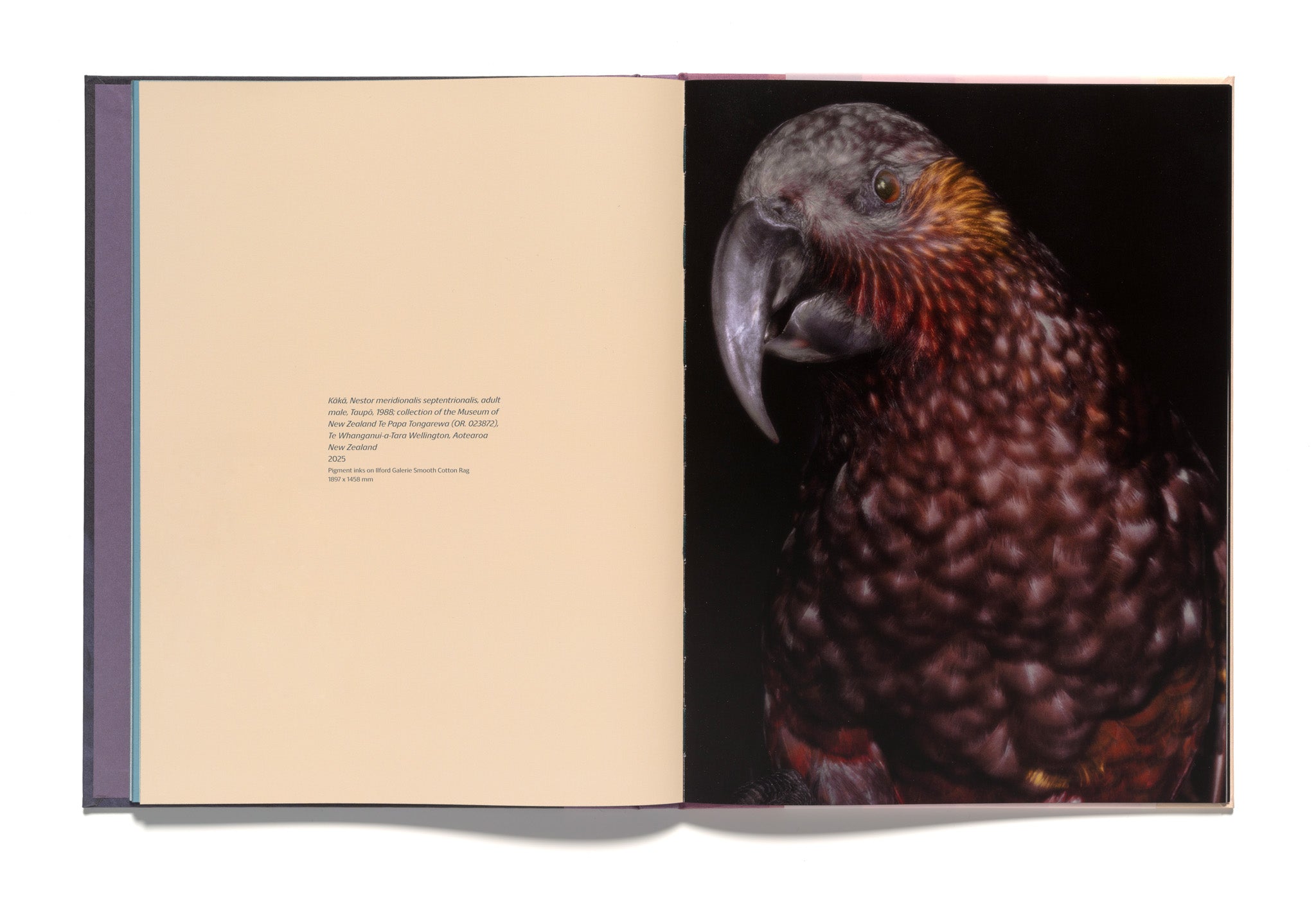 Fiona Pardington: Taharaki Skyside