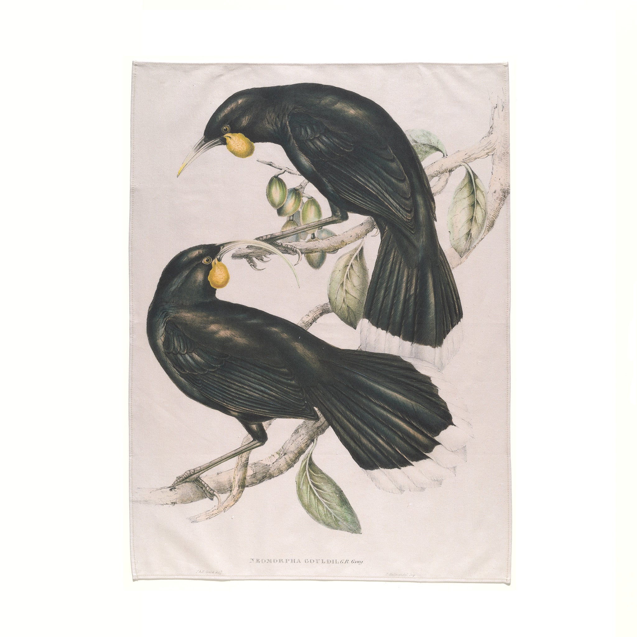 "Neomorpha Gouldii (The Huia)" Tea Towel