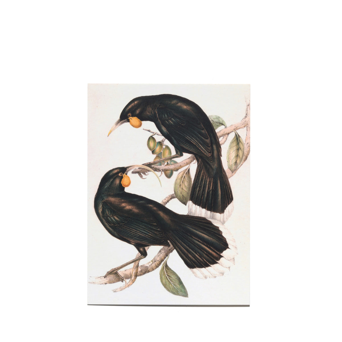 John Gould, Henry Richter, Elizabeth Gould and Charles Hullmandel "Neomorpha Gouldii (The Huia)" Postcard