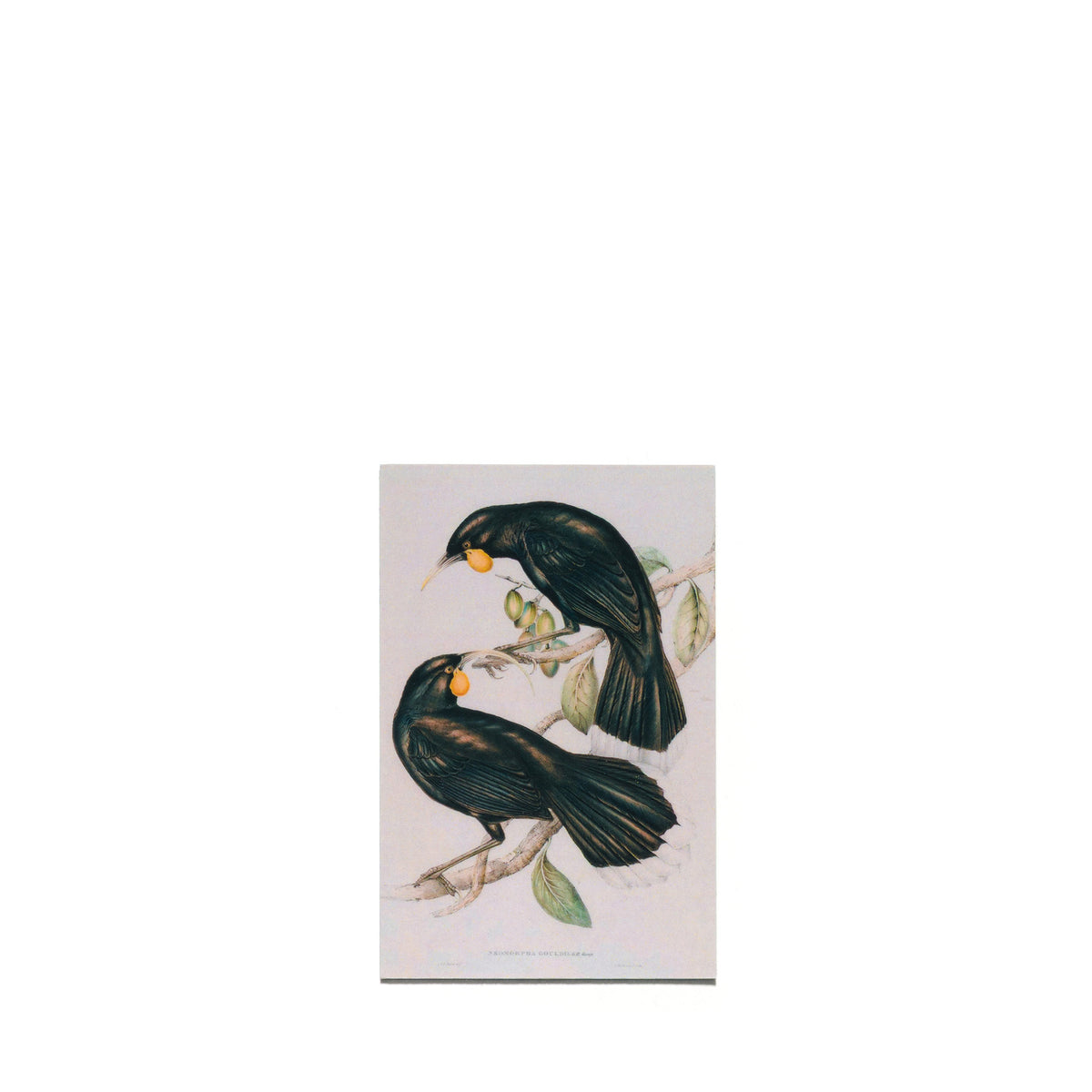 "Neomorpha Gouldii (The Huia)" Magnet