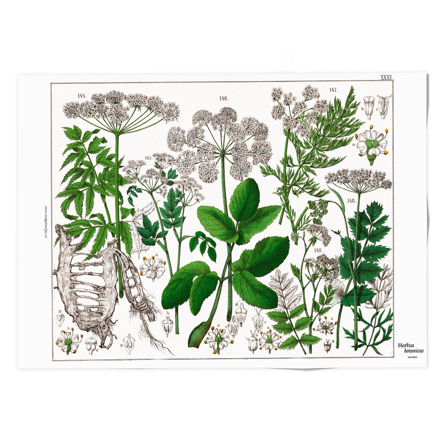 Elderberry Tea Towel