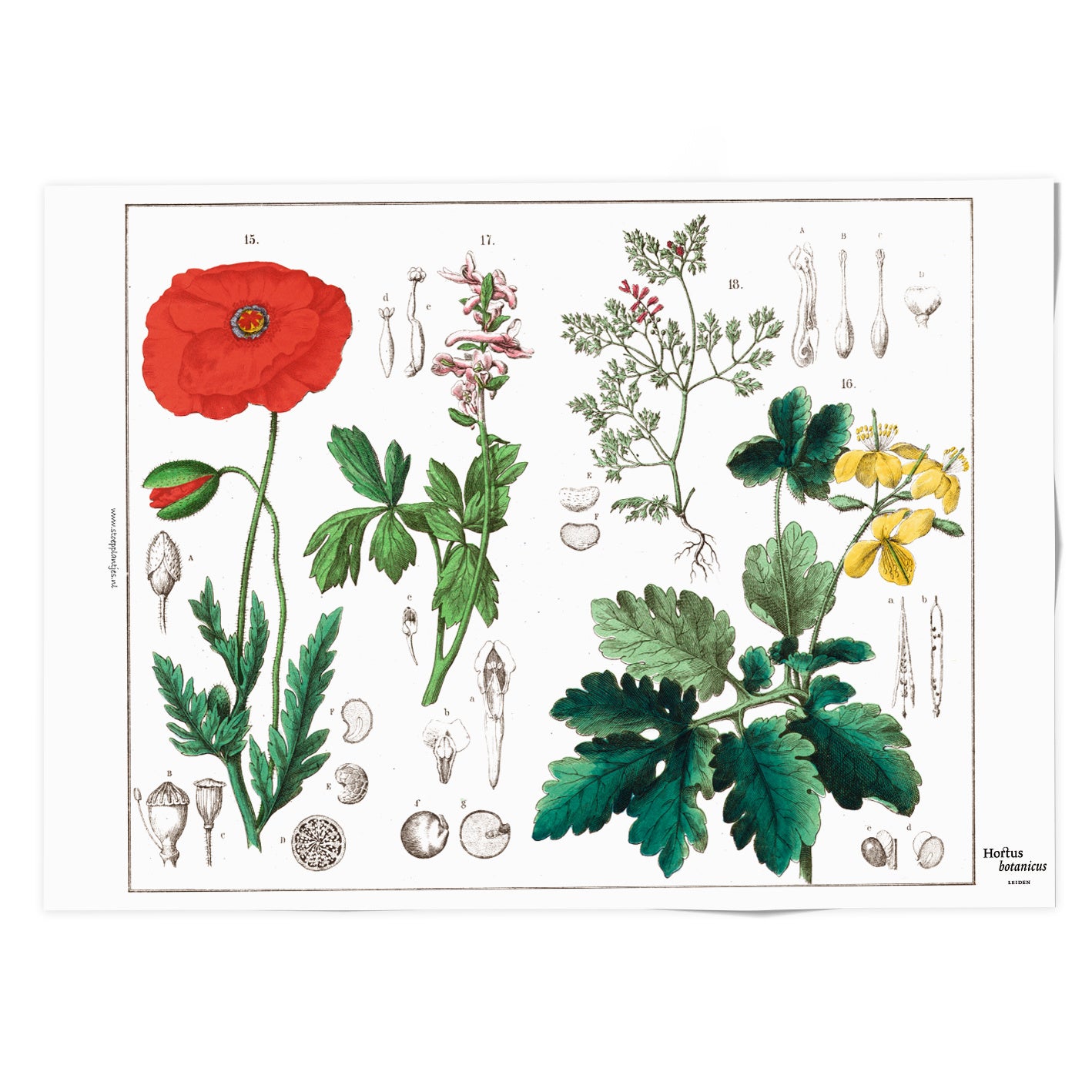Poppy Tea Towel - Hortus Botanicus Leiden